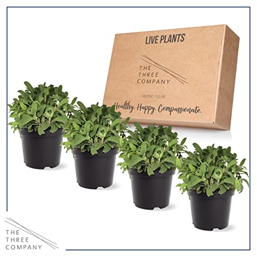 Aromatic Lavender Herb Plant - 4 Pack