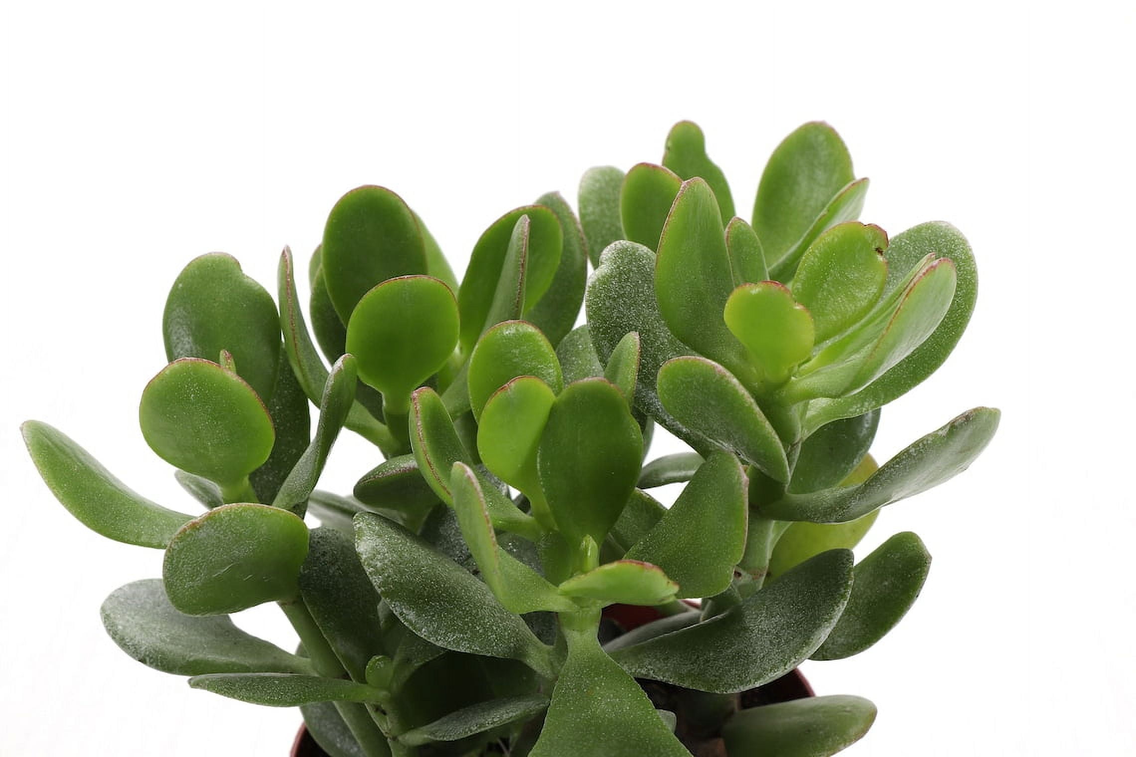 Jade Plant in 4" Biodegradable Pot