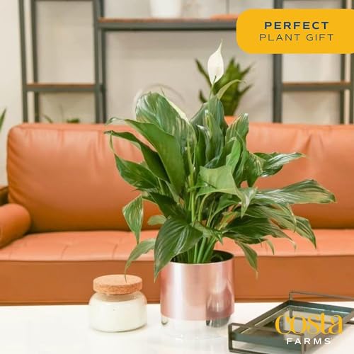 Peace Lily in Modern Rose Gold Planter