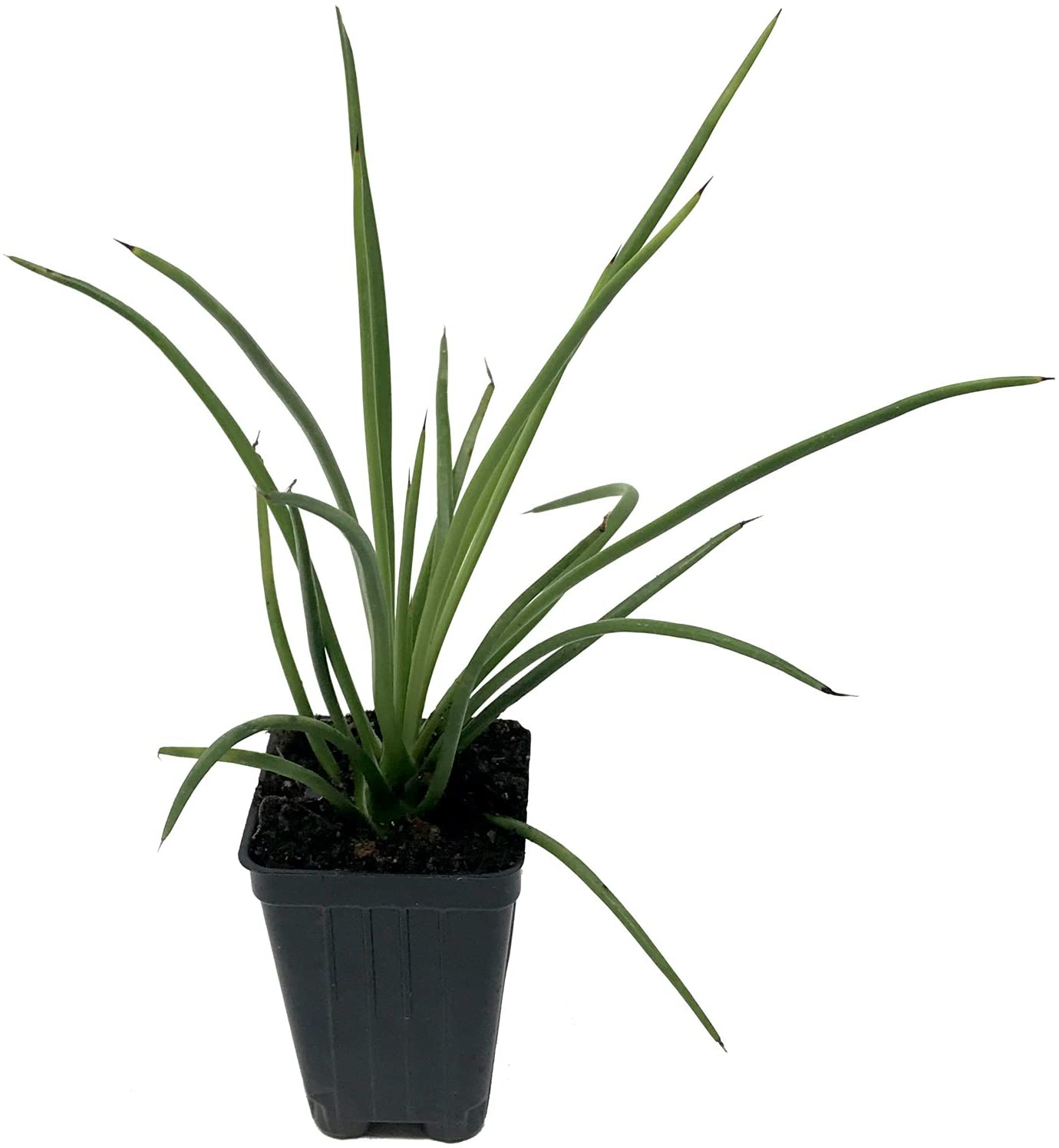 Gemini Agave Live Plant from Wellspring Gardens