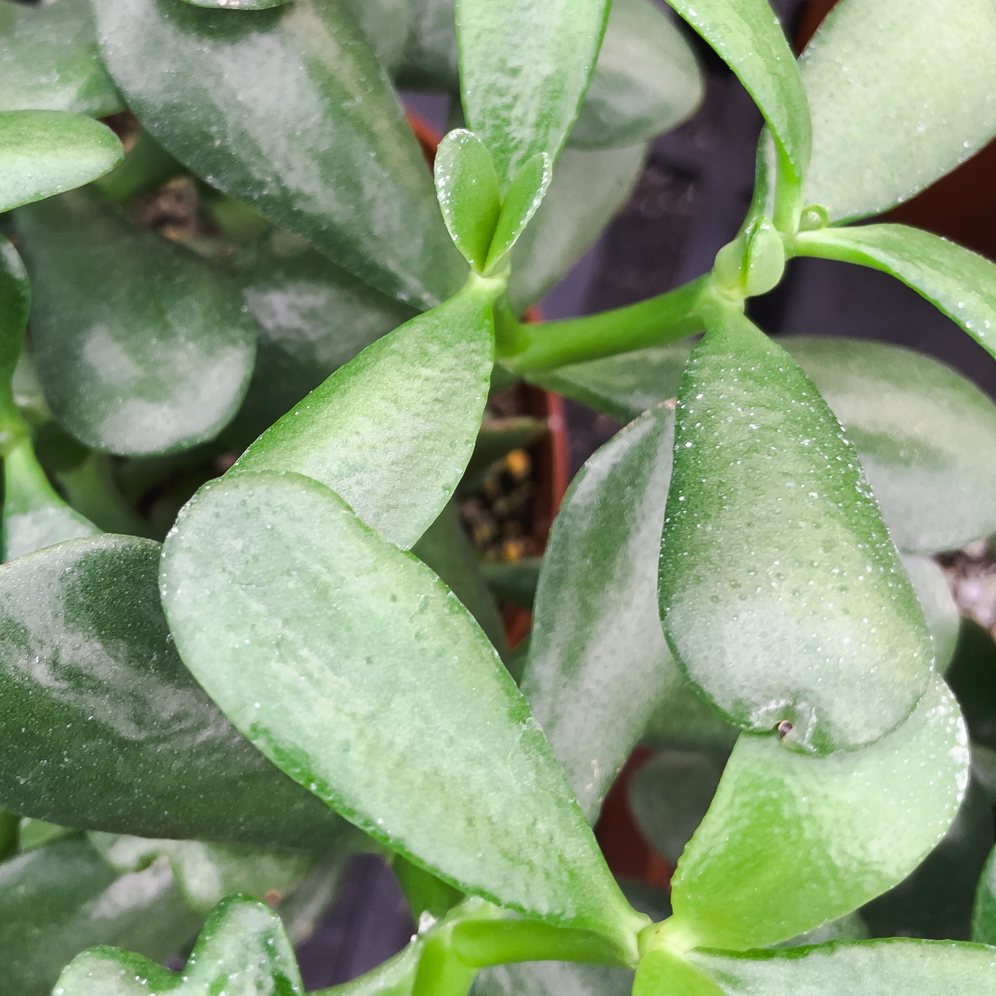 Jade Plant in 4" Biodegradable Pot