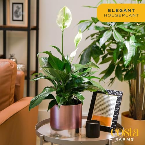 Peace Lily in Modern Rose Gold Planter