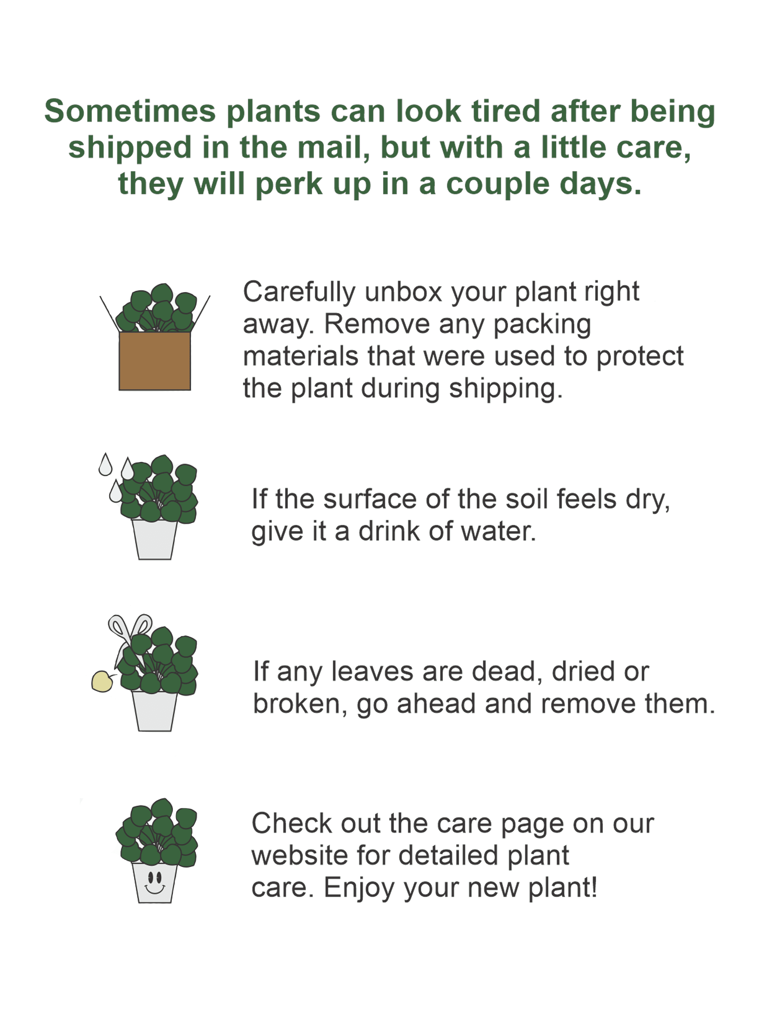 Jade Plant in 4" Biodegradable Pot