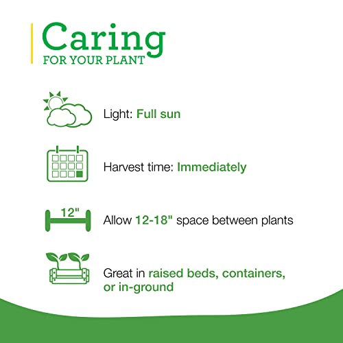 Bonnie Lavender Live Plant - 4 Pack