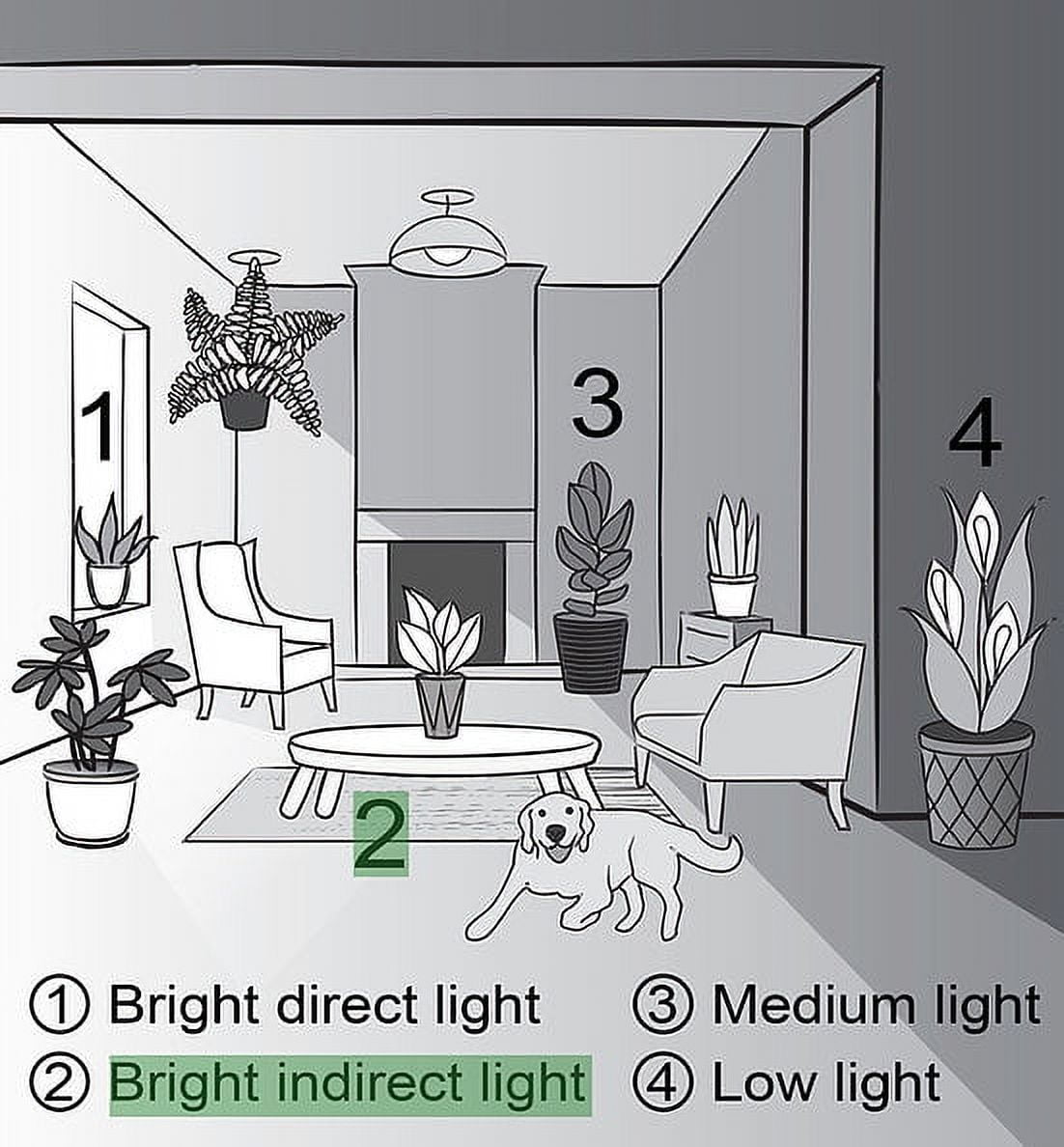 Jade Plant in 4" Biodegradable Pot