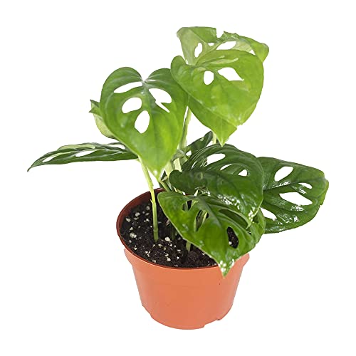 Real Monstera Adansonii Houseplant - Low Light