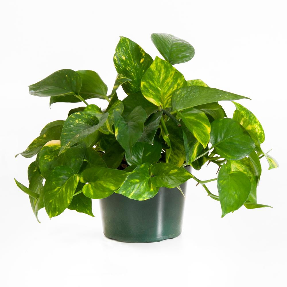 Golden Pothos Plant in 6 Inch Pot.