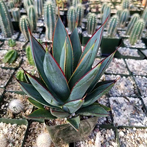 Blue Glow Agave Succulent - 3.5" Pot