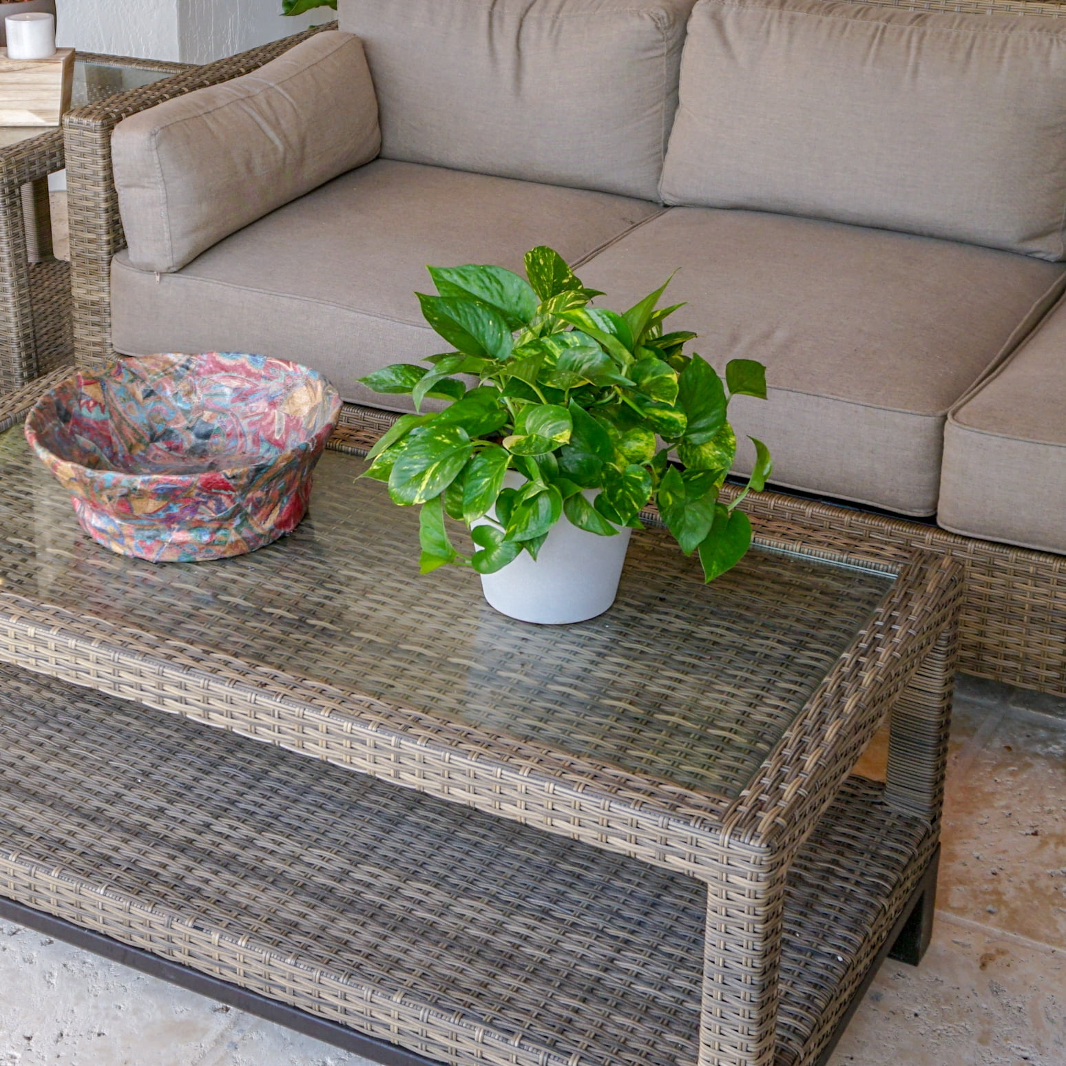 Golden Pothos Plant in 6 Inch Pot.