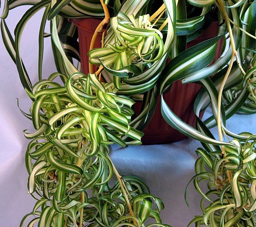 Bonnie' Spider Plant | Air Purifying House Plant