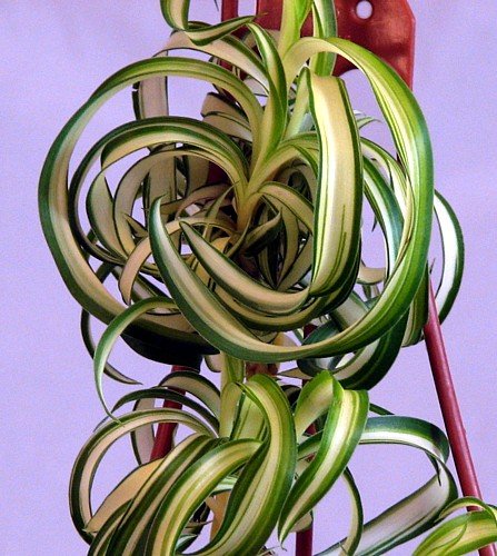 Bonnie' Spider Plant | Air Purifying House Plant