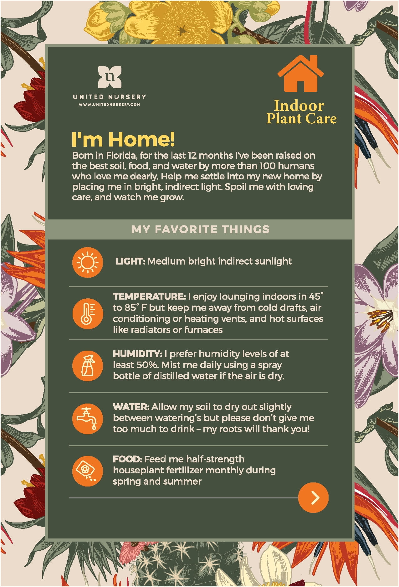 Golden Pothos Plant in 6 Inch Pot.