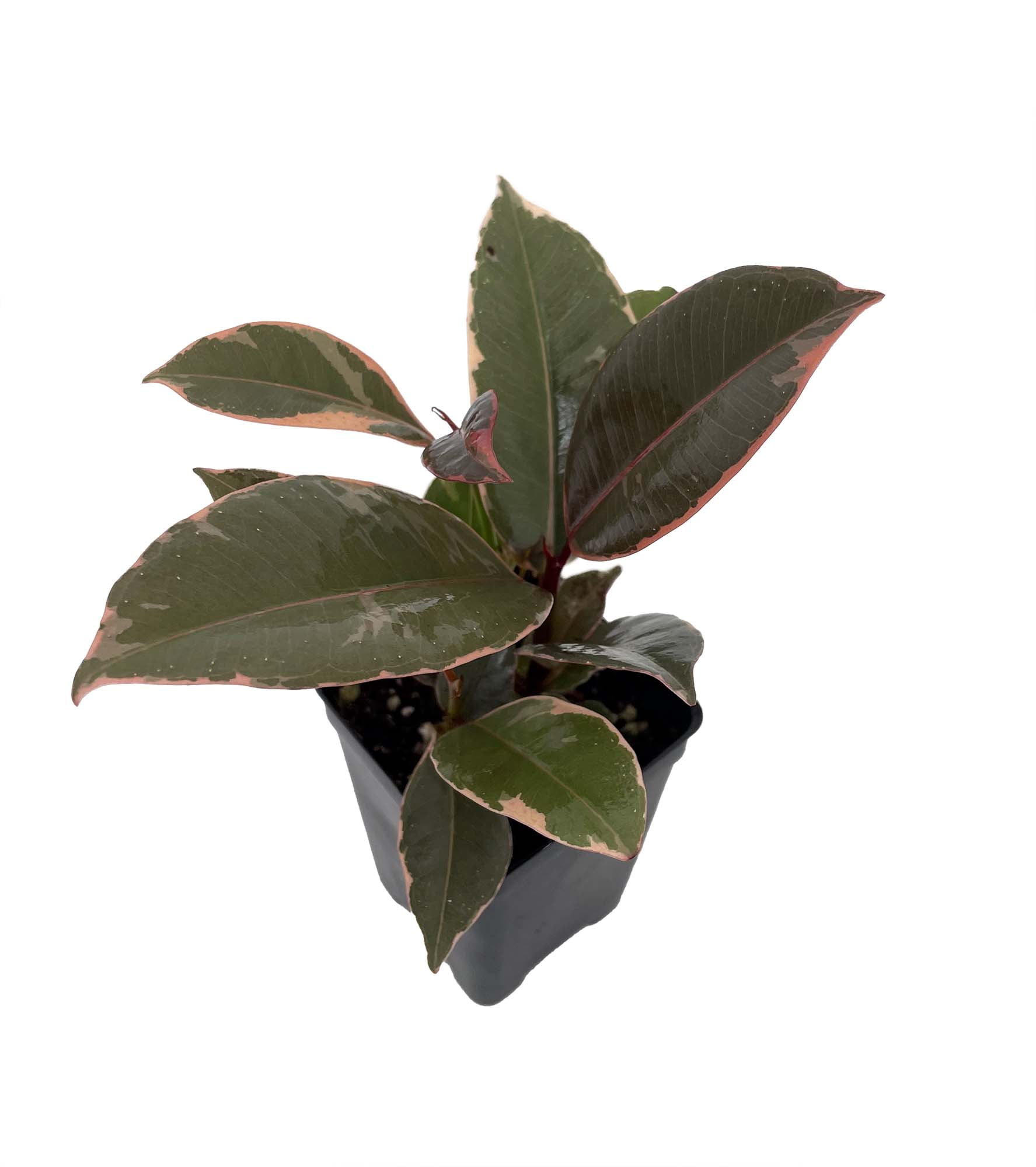 Strawberry Cream Rubber Tree - 2.5" Pot