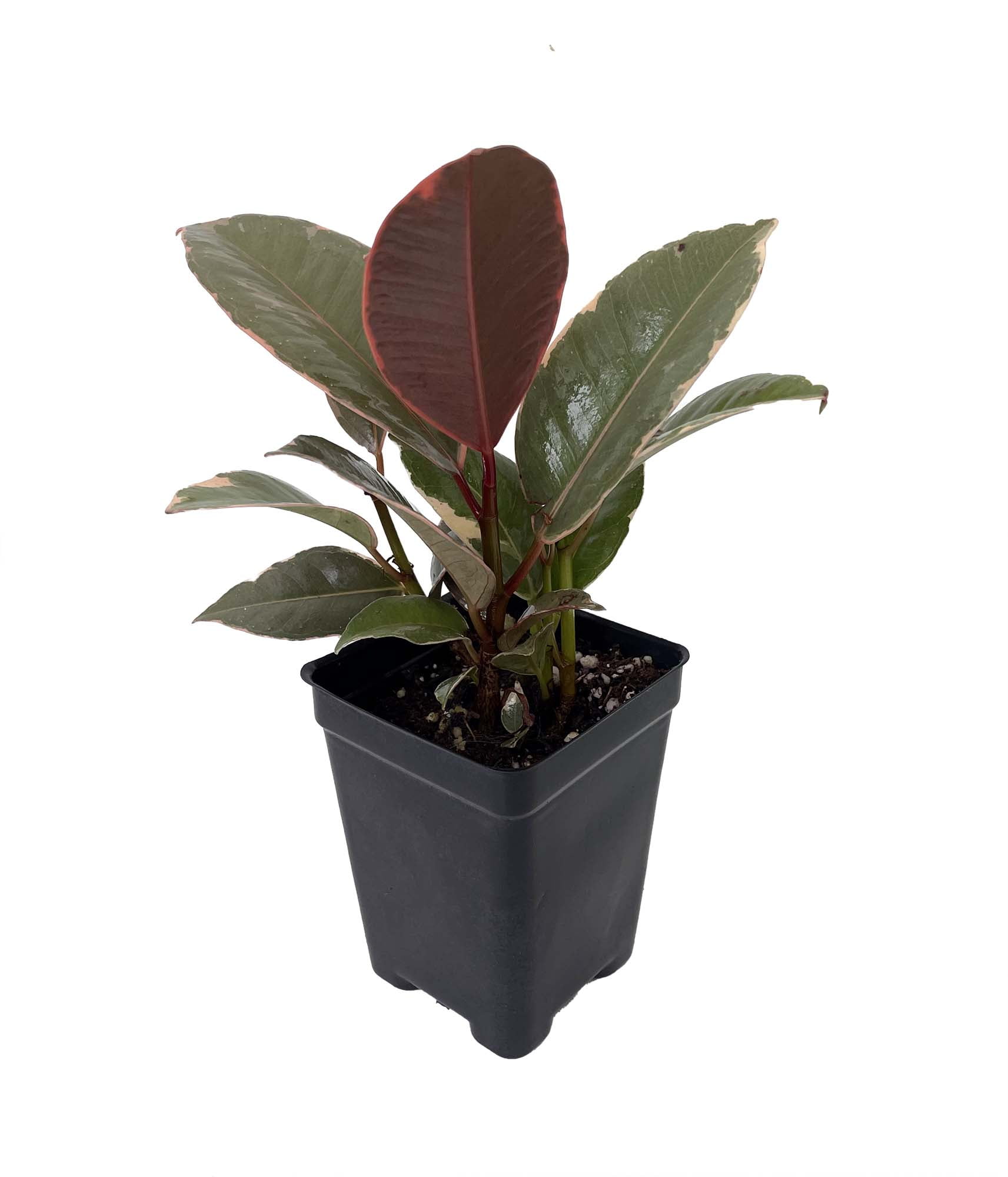 Strawberry Cream Rubber Tree - 2.5" Pot