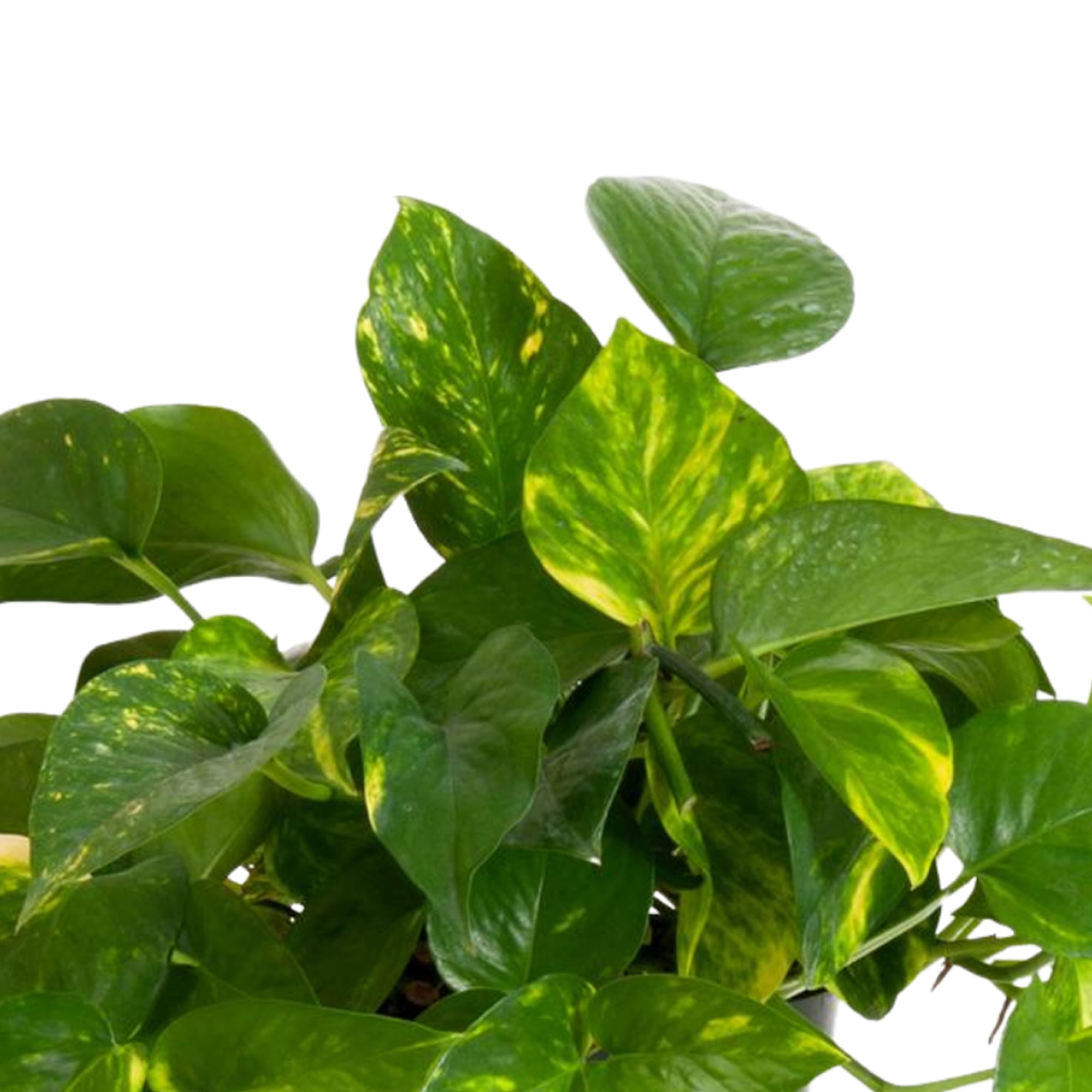 Golden Pothos Plant in 6 Inch Pot.