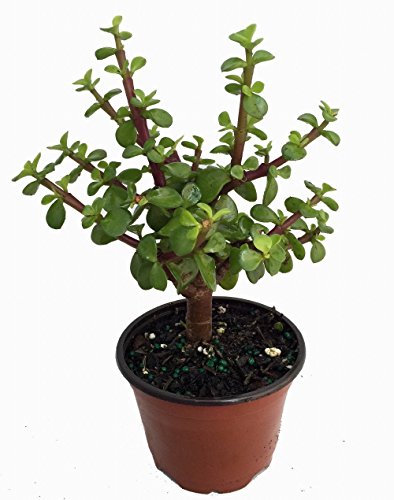 Mini Jade Spekboom Plant - 4" Pot