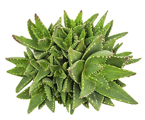 Live Indoor Succulent House Plants by Plants for Pets