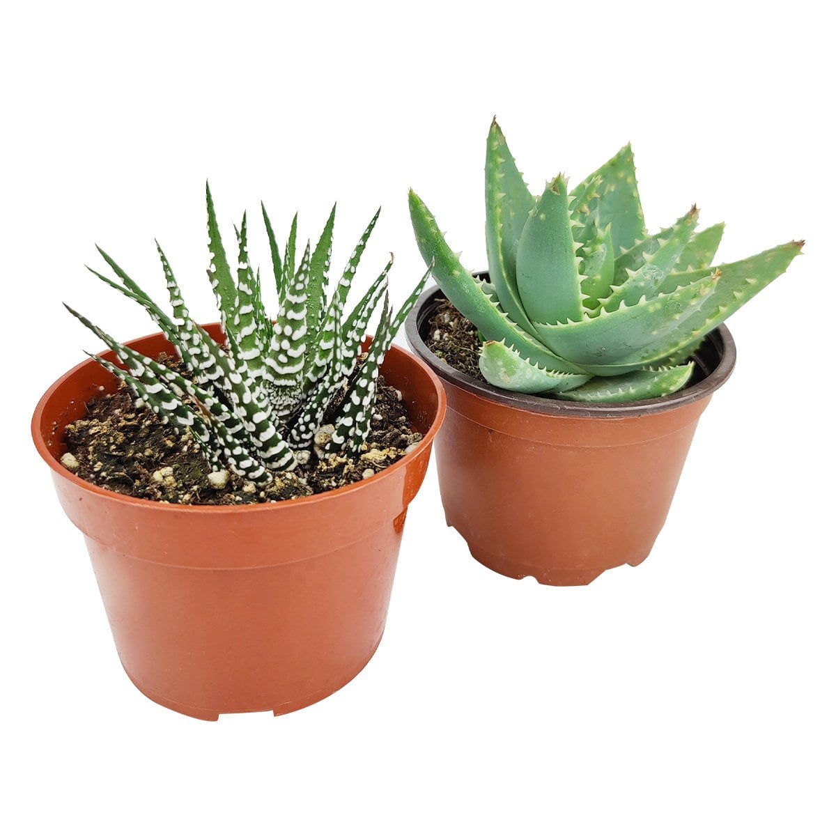 Rosette Succulent 4" Pack - 2 Plants