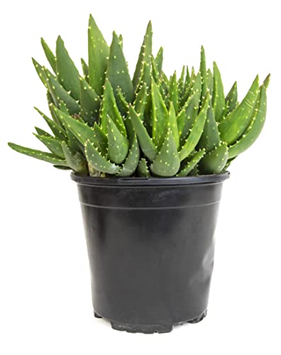 Live Indoor Succulent House Plants by Plants for Pets
