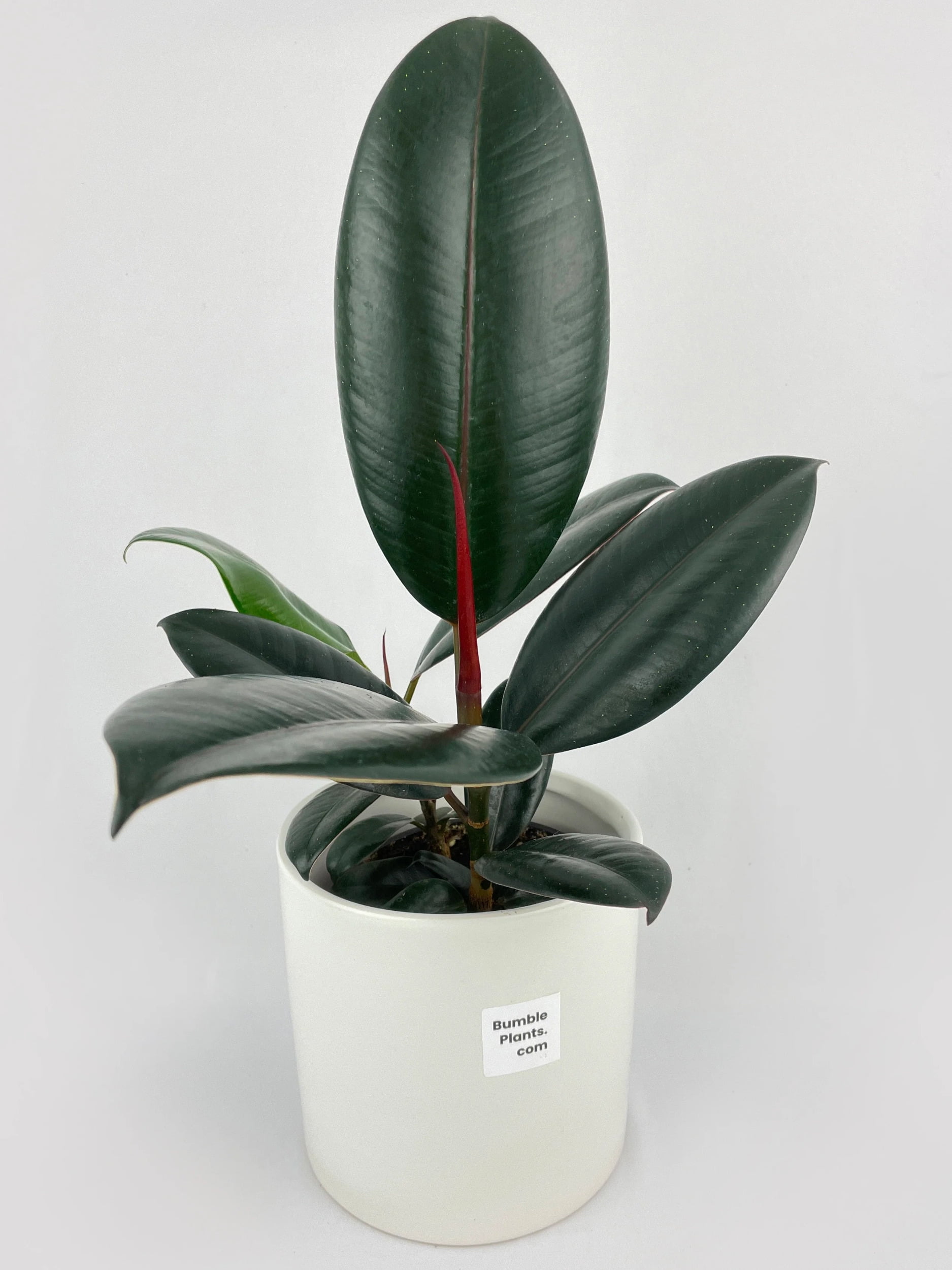 Burgundy Ficus Elastica Black Rubber Plant