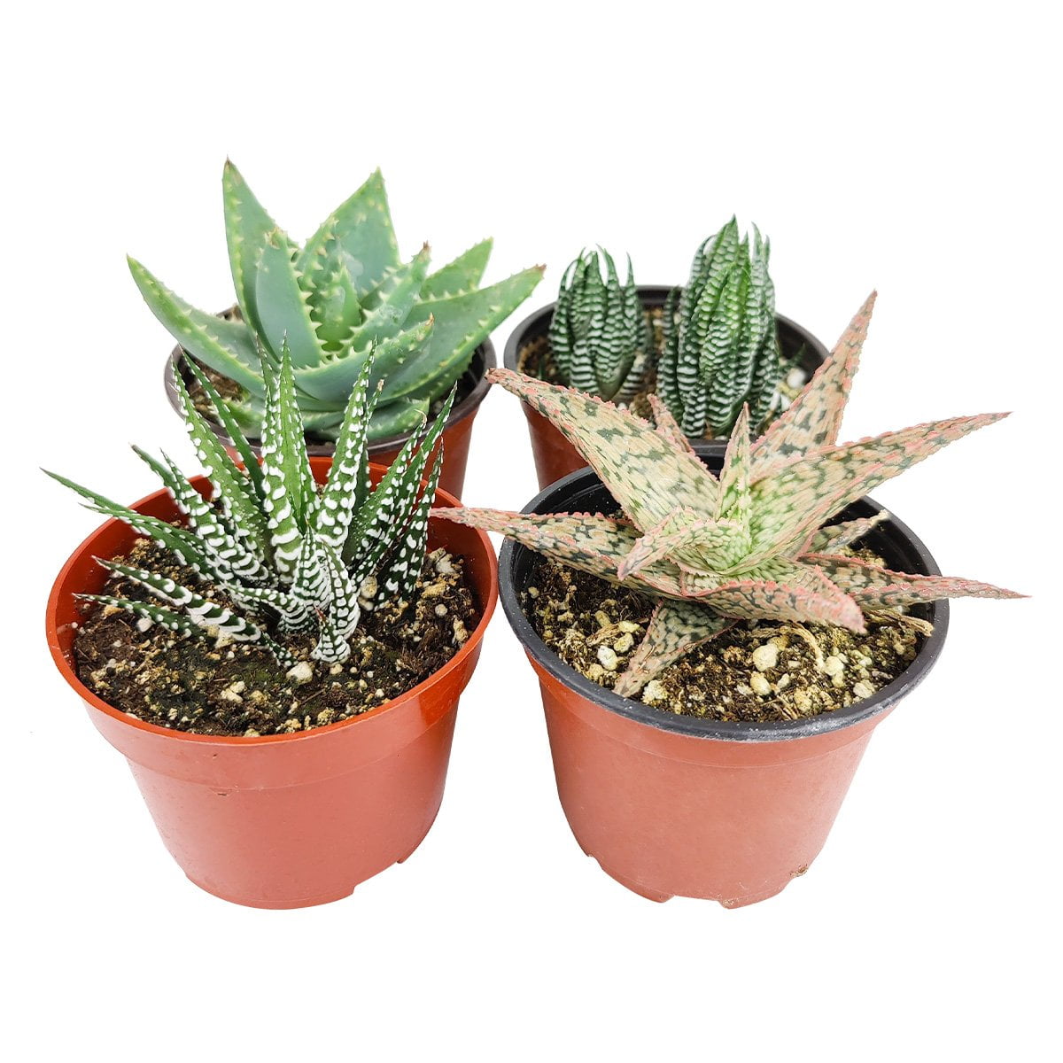 Rosette Succulent 4" Pack - 2 Plants
