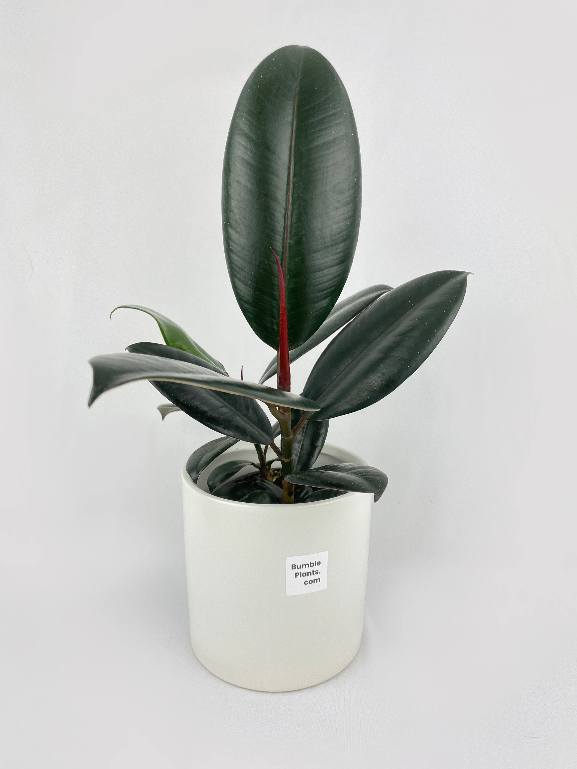 Burgundy Ficus Elastica Black Rubber Plant