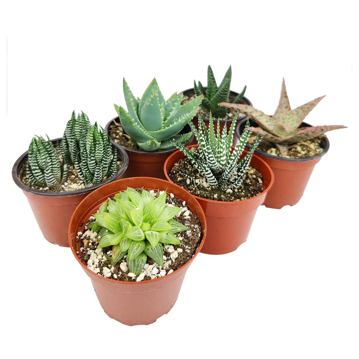 Rosette Succulent 4" Pack - 2 Plants