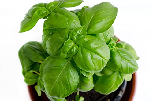 Premium Genovese Basil Seeds - 150+ Non-GMO