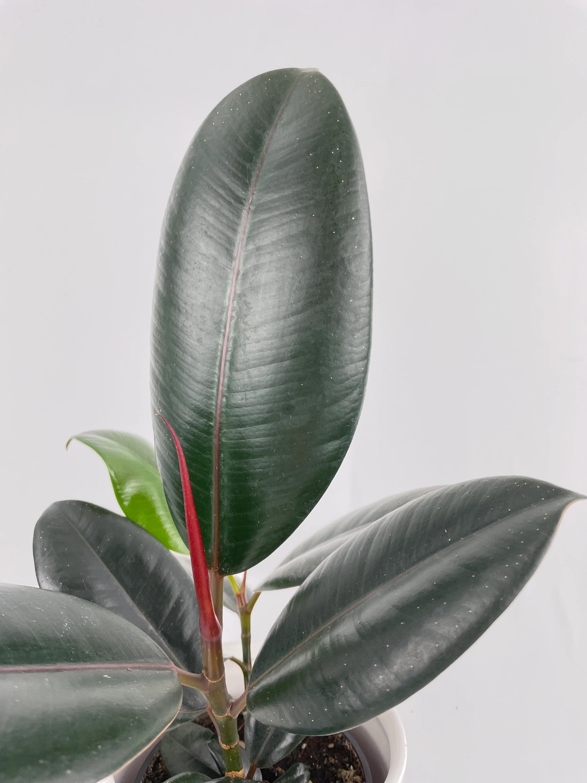 Burgundy Ficus Elastica Black Rubber Plant