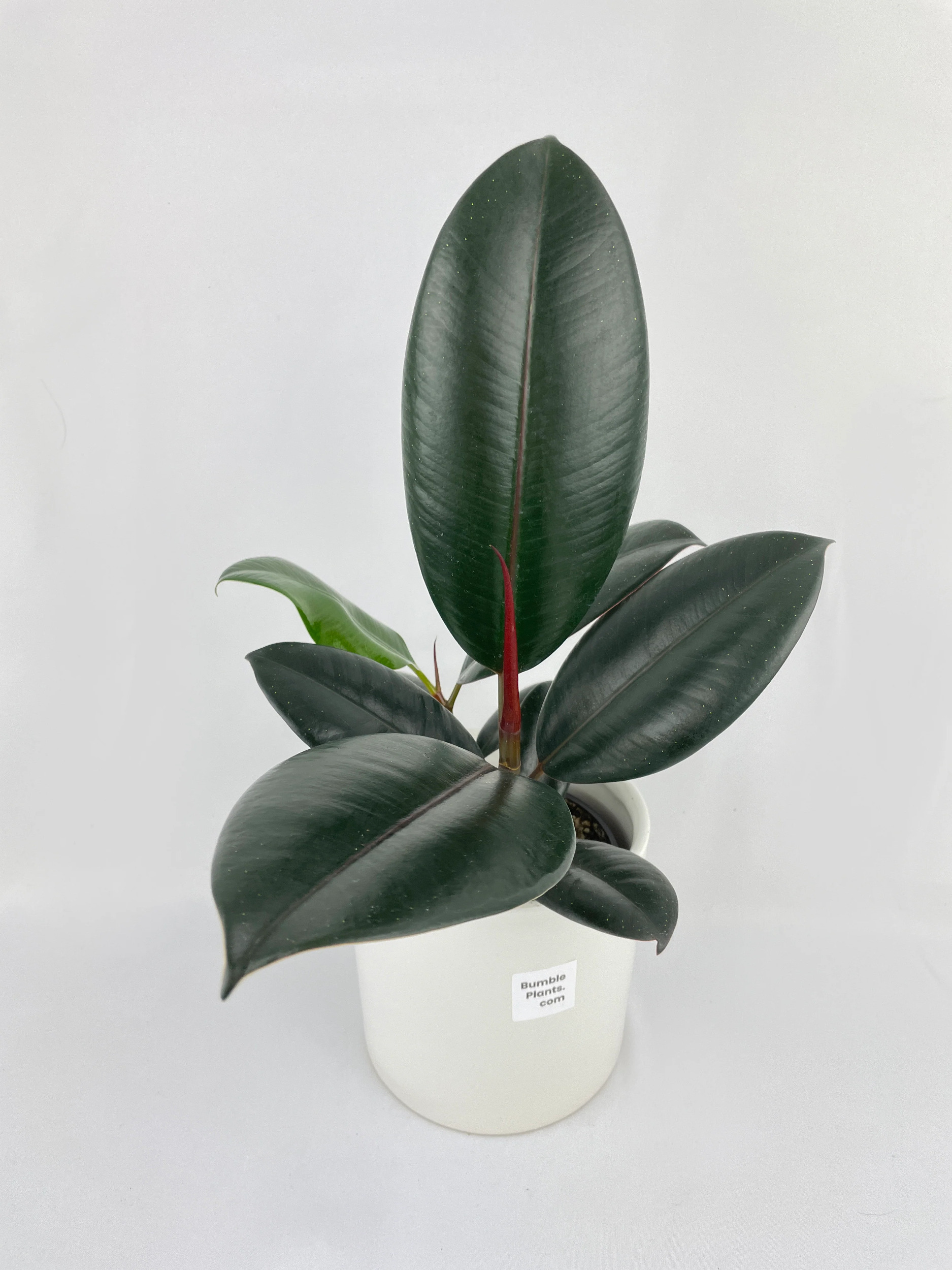 Burgundy Ficus Elastica Black Rubber Plant