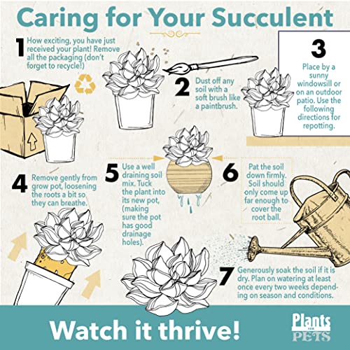 Live Indoor Succulent House Plants by Plants for Pets