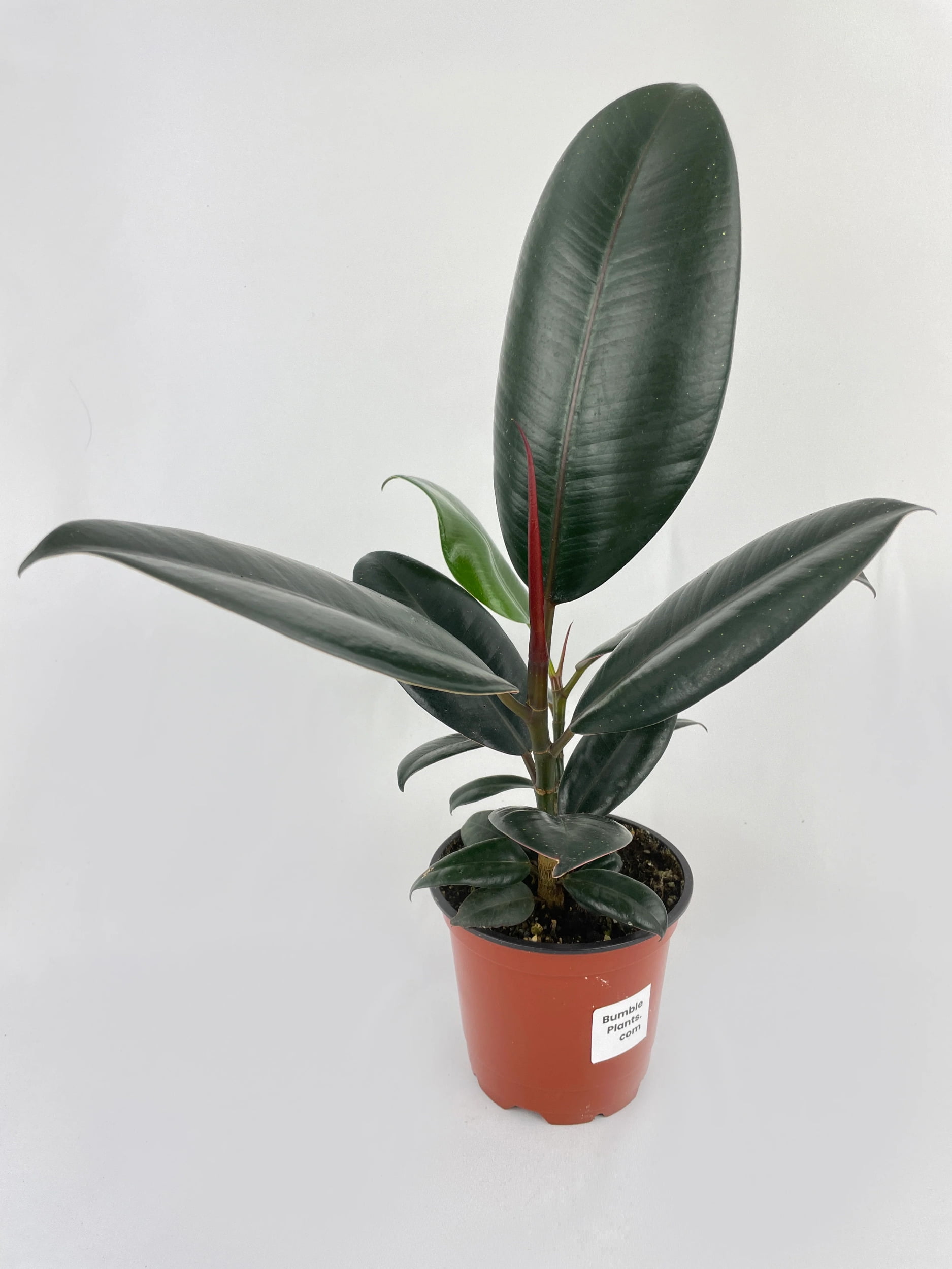 Burgundy Ficus Elastica Black Rubber Plant