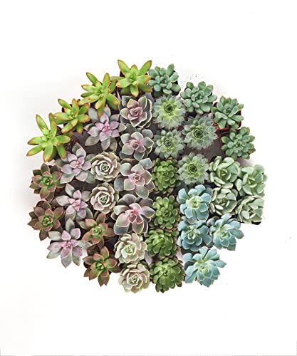 32 Radiant Rosette Mini Succulent Pack