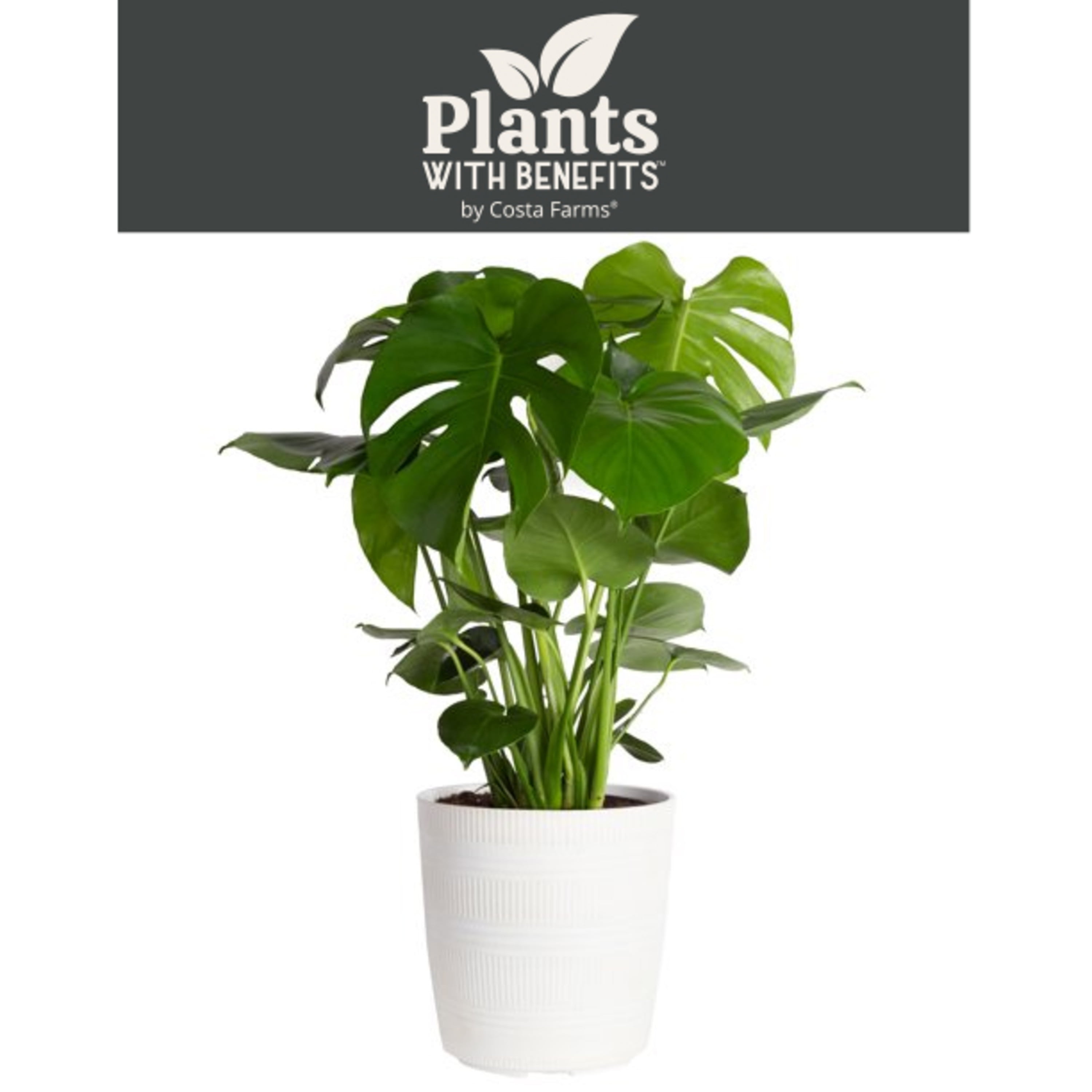 Tropical Plant