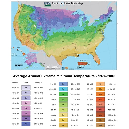 Assorted 2.5" Cactus Plants (3 Pack) with Pots