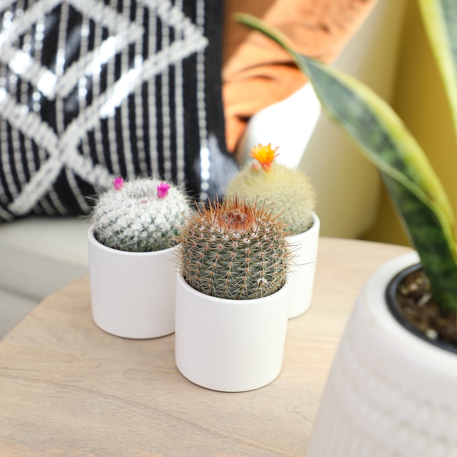 Assorted 2.5" Cactus Plants (3 Pack) with Pots