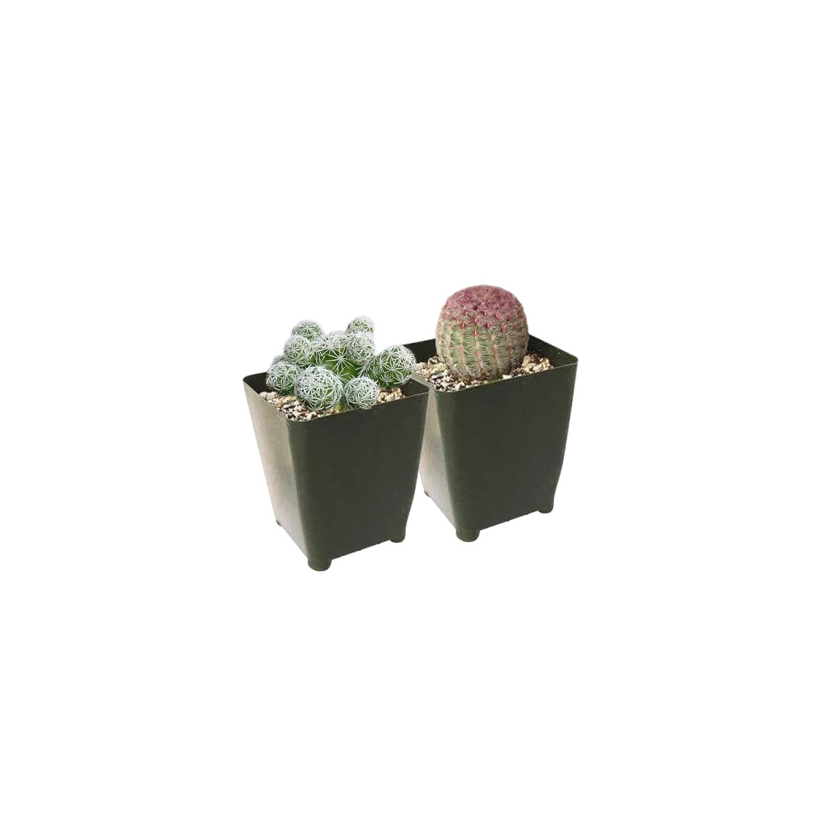 Cactus Gift Assortment - 2 Plants