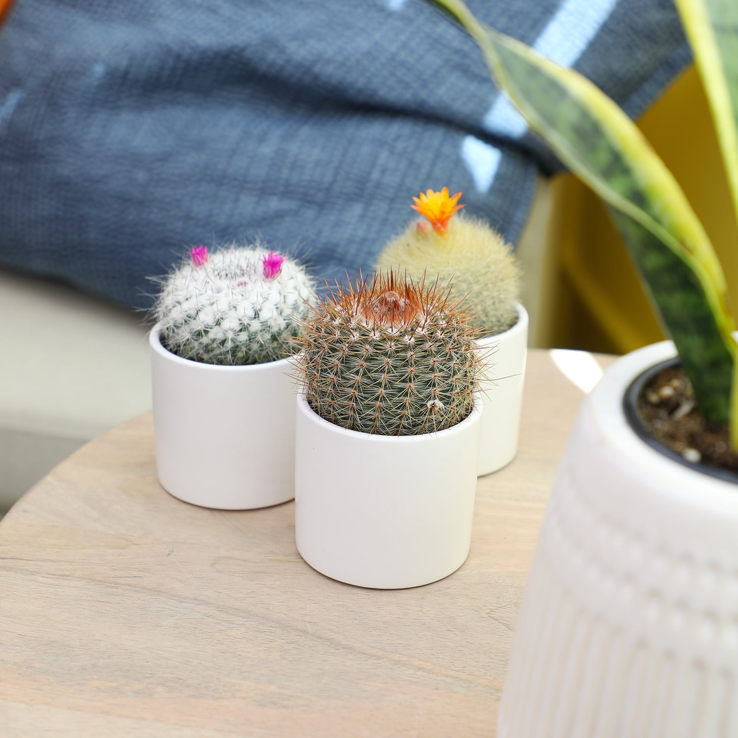 Assorted 2.5" Cactus Plants (3 Pack) with Pots