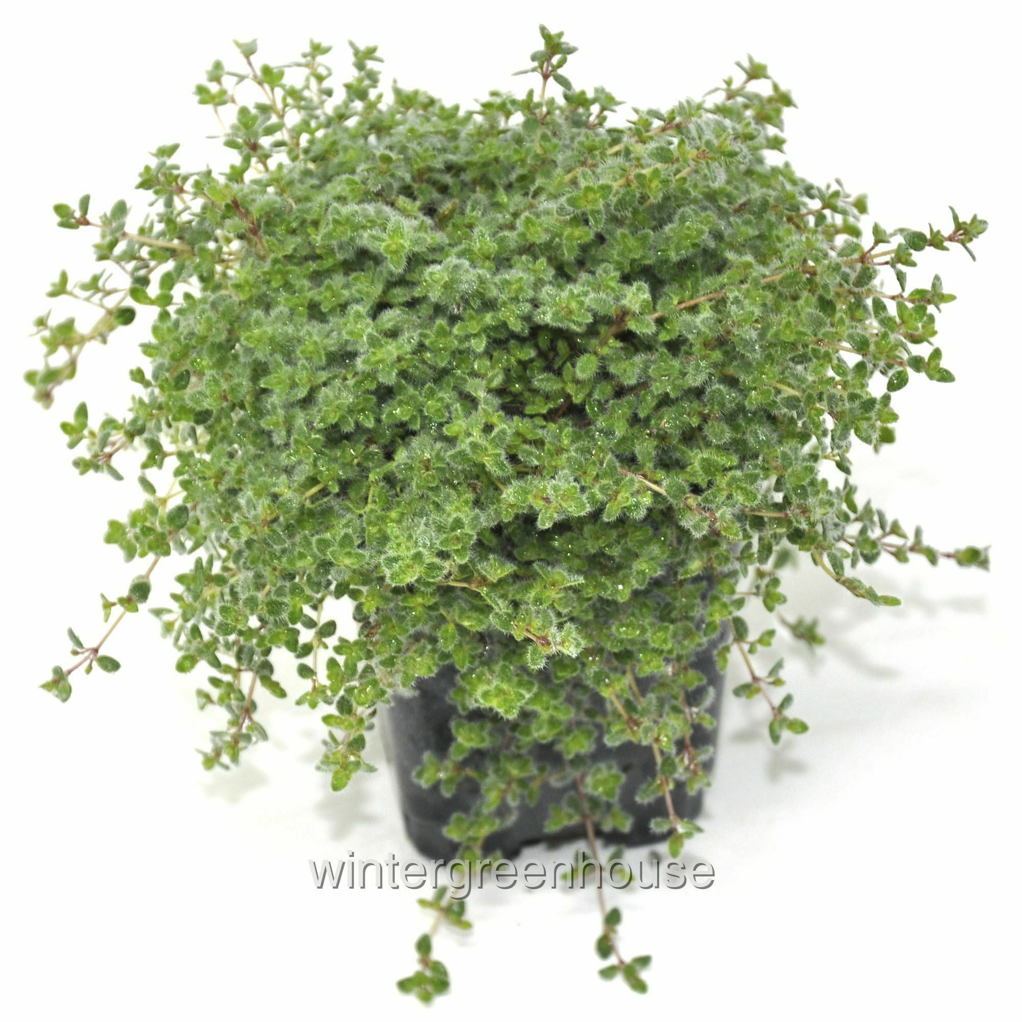 Wooly Thyme Ground Cover Plant (3")