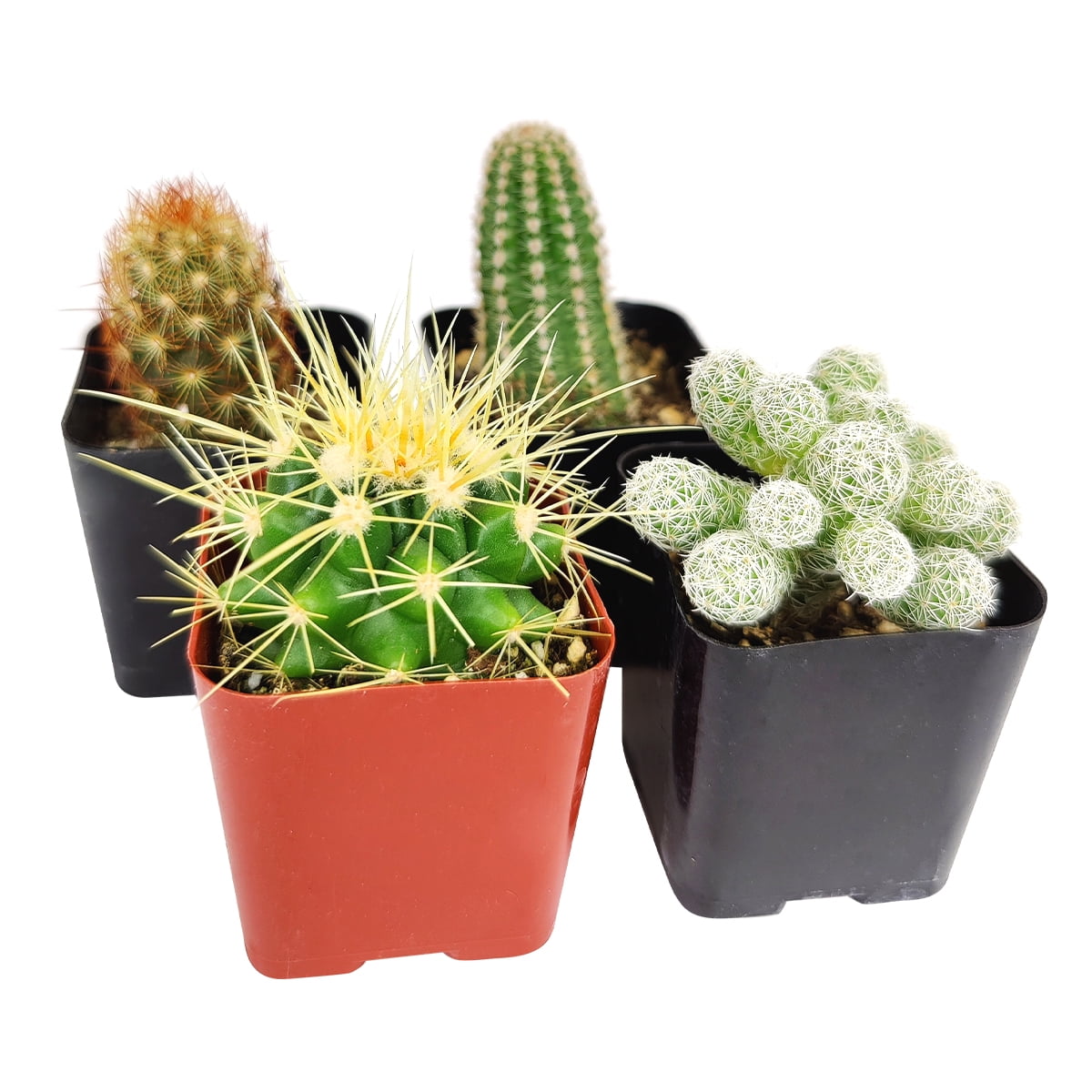 Cactus Gift Assortment - 2 Plants