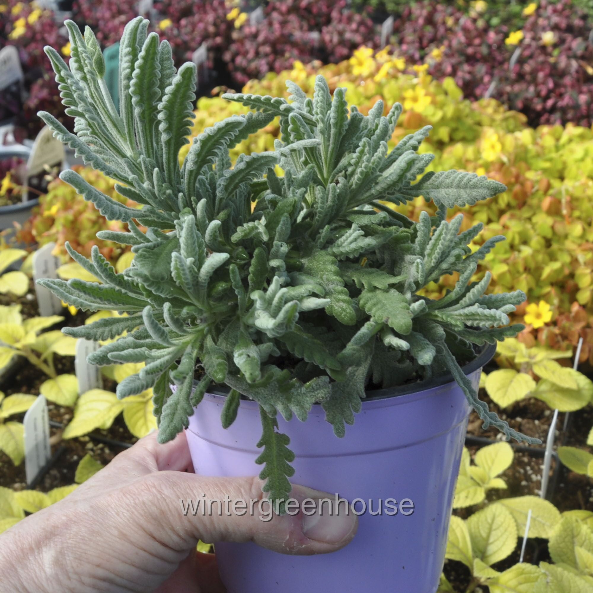 Goodwin Creek Lavender - 4" Pot Size