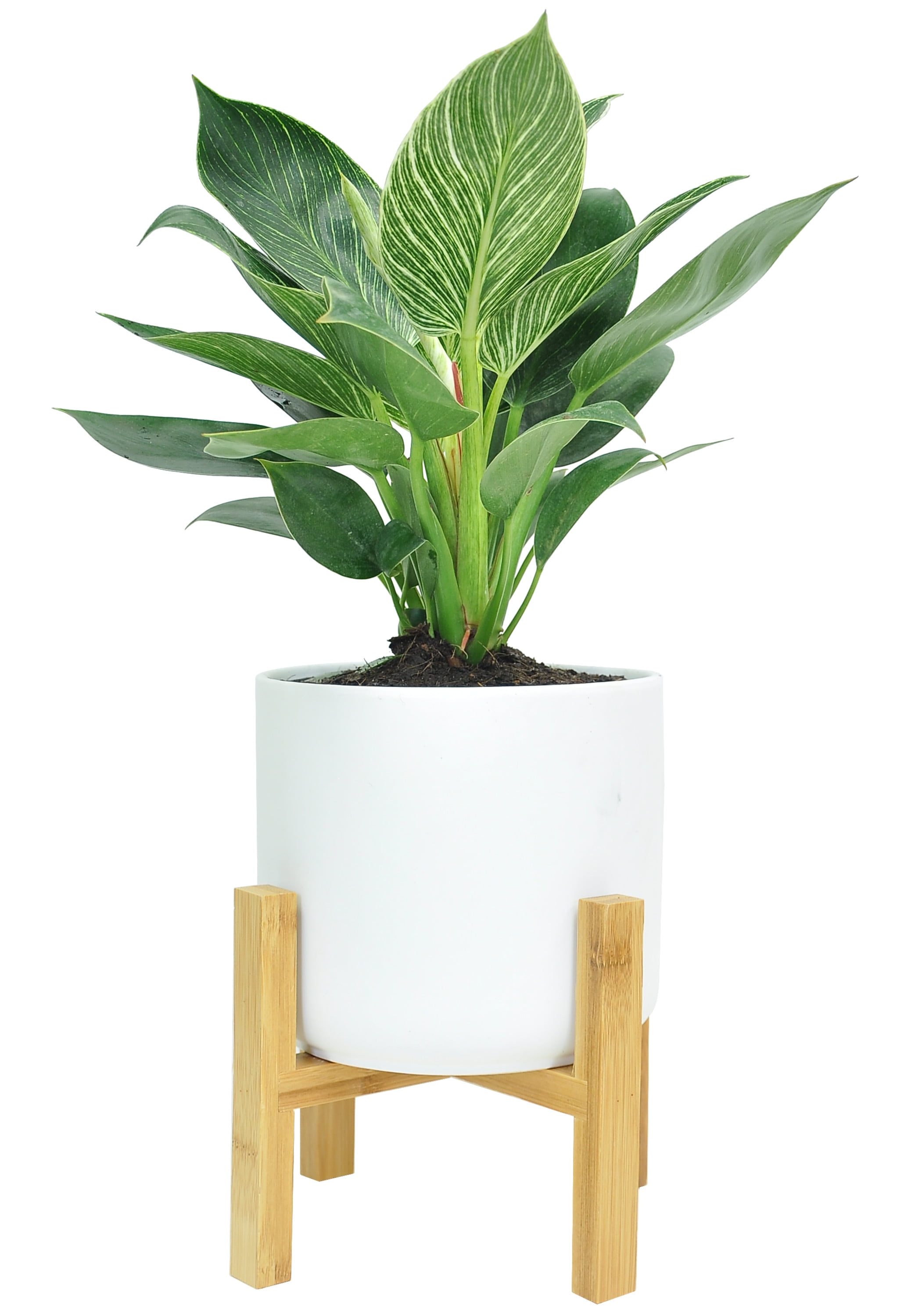 Green Philodendron 'Birkin' in Mid-Century Planter