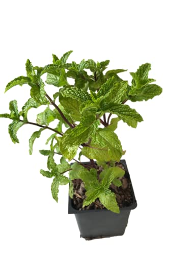 Mojito' Mint Herb Plant - 4" Pot - 1 ea