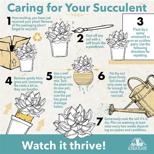 Assorted 2.5" Cactus Plants (3 Pack) with Pots