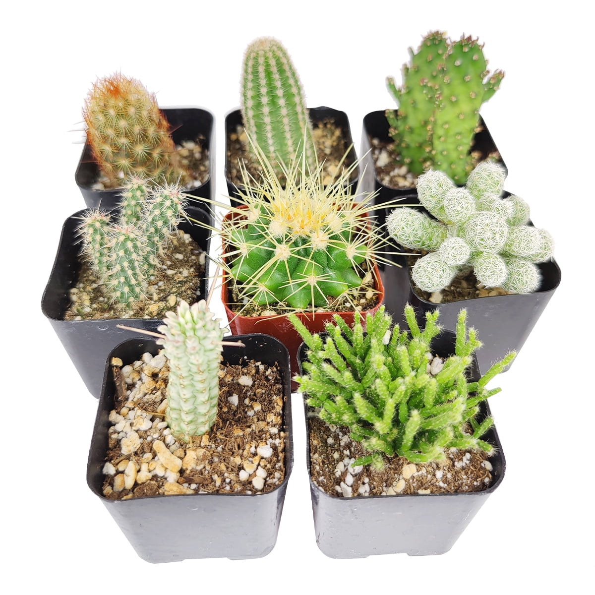Cactus Gift Assortment - 2 Plants