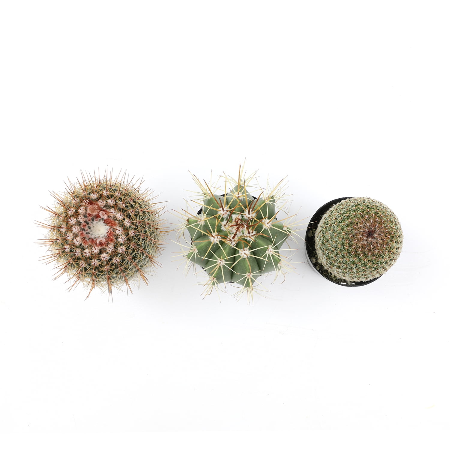 Assorted 2.5" Cactus Plants (3 Pack) with Pots