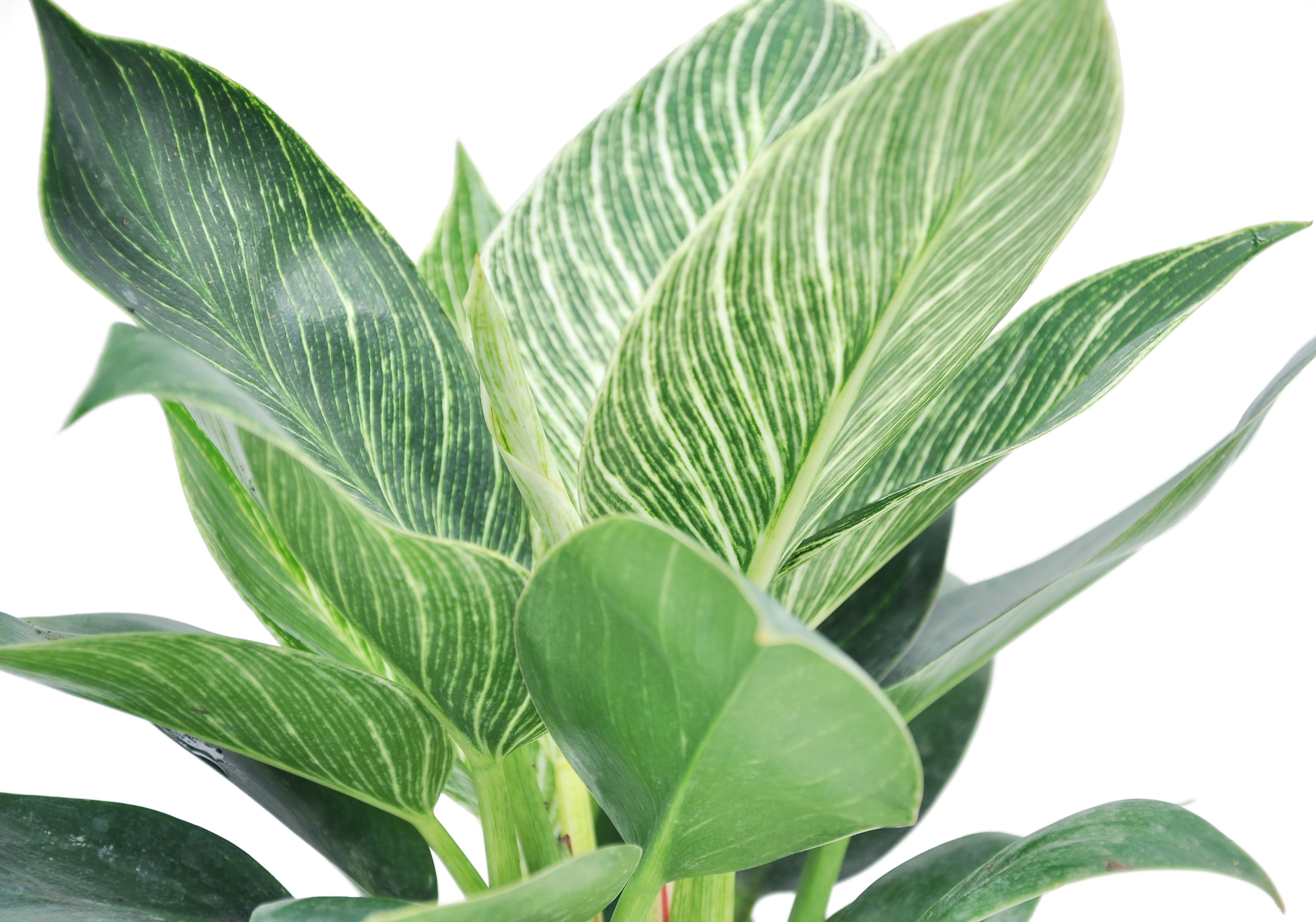Green Philodendron 'Birkin' in Mid-Century Planter