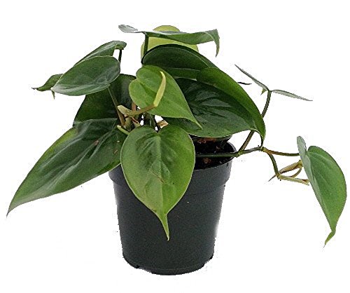 Easy-to-Grow Heart Leaf Philodendron - 4" Pot