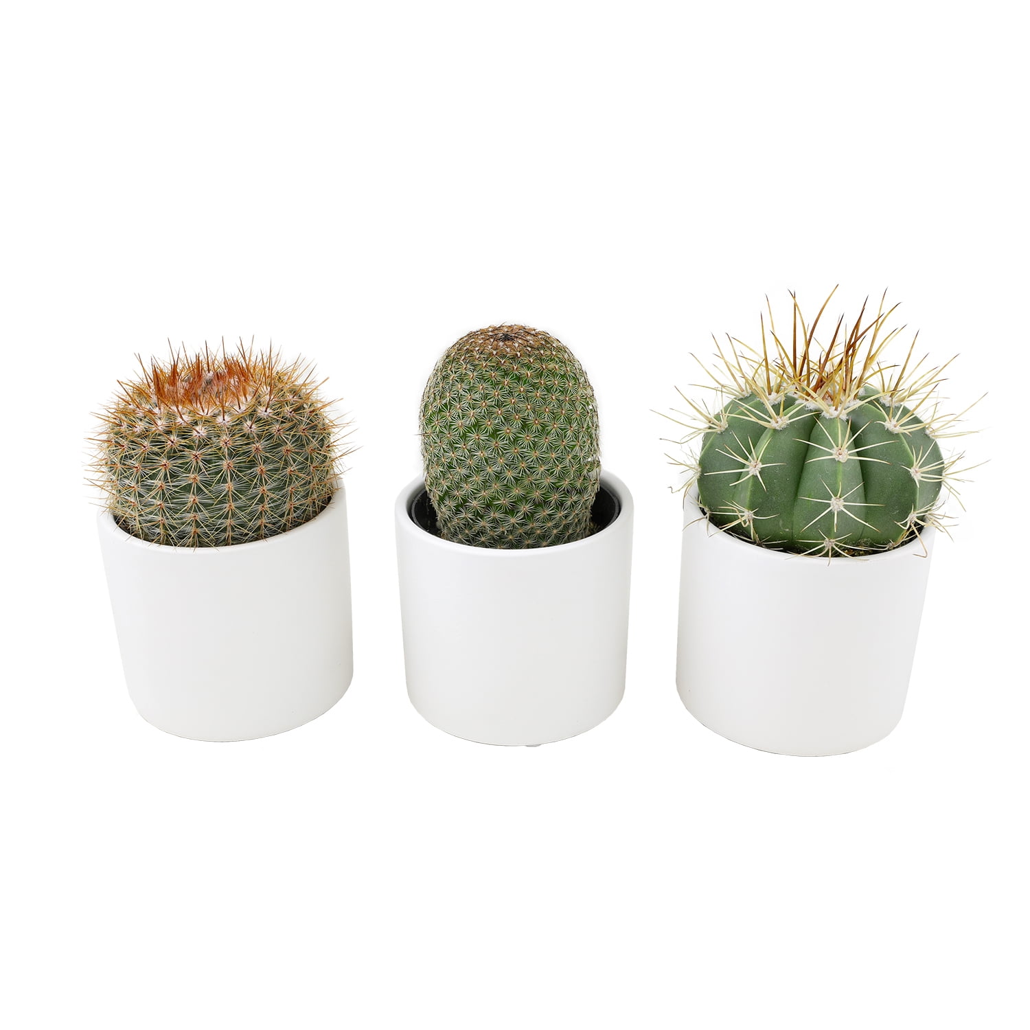 Assorted 2.5" Cactus Plants (3 Pack) with Pots