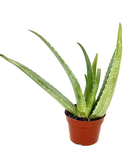 3.5" Aloe Vera Succulent in Pot